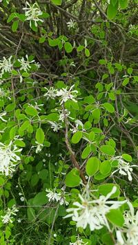 Amélanchier Amélanchier